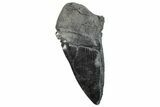 Partial Fossil Megalodon Tooth - Serrated Edge #289292-1